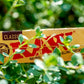 RAW Classic Rolling Papers - 1 1/4" image 6